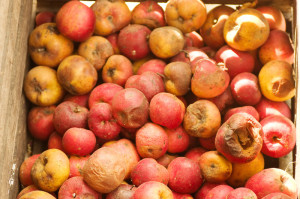 Apples can store for a very long time. However when one starts to decay, the others will go bad very quickly if they remain in contact with the bad fruit.
